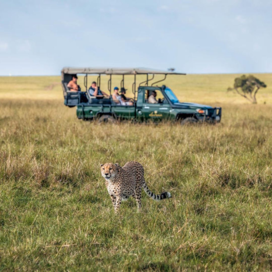 Elephant Pepper Camp game Drives Elephant Pepper Camp game Drives